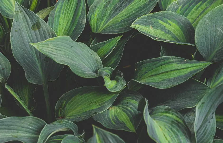 Greens & Outdoors at BIRLA TISYA, Rajajinagar, Bangalore