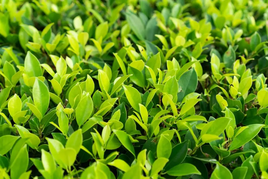 Greens & Outdoors at BIRLA PUNYA, Sangamwadi, Pune