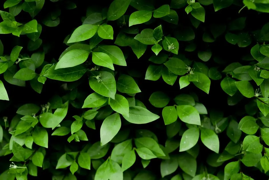 Greens & Outdoors at BIRLA EVARA, Kodathi, Bangalore