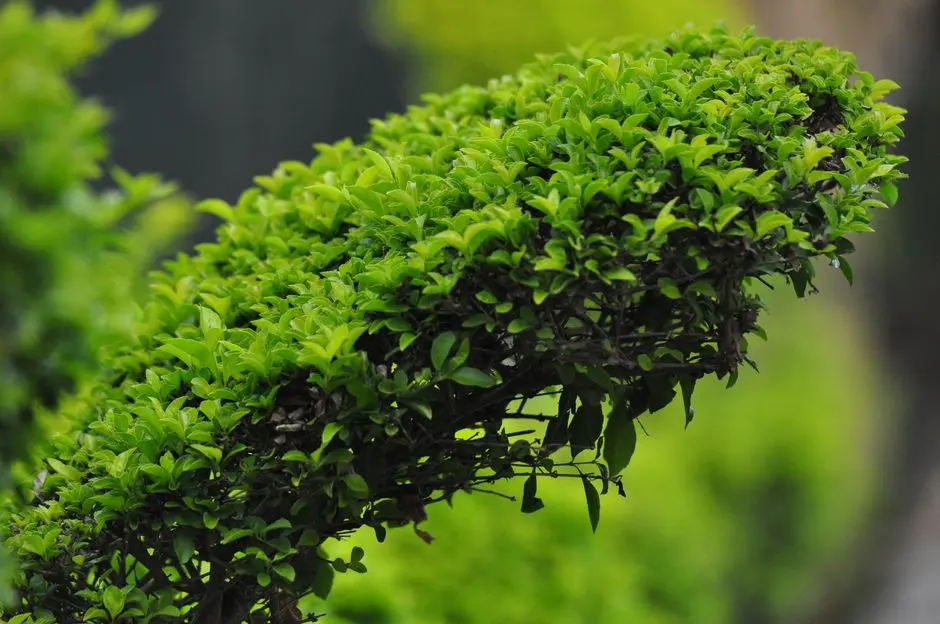 Greens & Outdoors at BIRLA ESTATES SECTOR 75, Faridabad