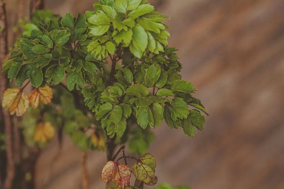 Greens & Outdoors at BIRLA OJASVI, Rajarajeshwari Nagar, Bangalore