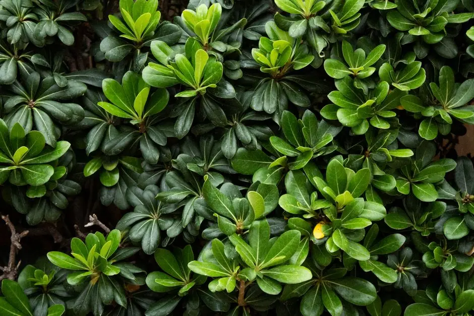 Greens & Outdoors at BIRLA COMMERCIAL CONNAUGHT PLACE, Delhi
