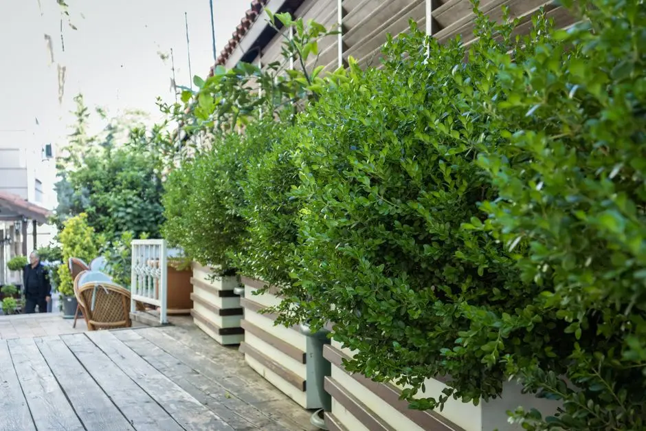 Greens & Outdoors at BIRLA SECTOR 36, Gurgaon