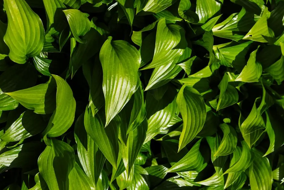 Greens & Outdoors at BIRLA TARANYA, Kalwa, Thane