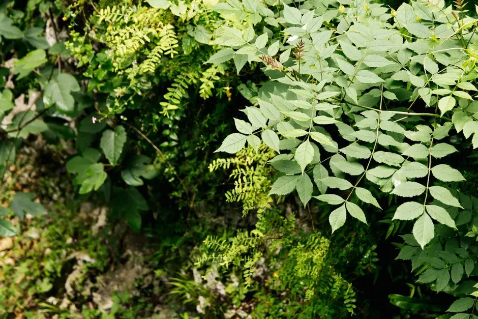 Greens & Outdoors at BIRLA PRAVAAH SECTOR 71, Gurgaon