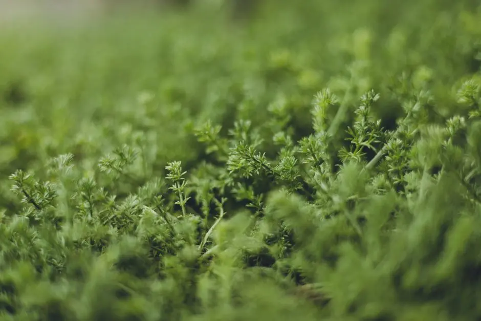Greens & Outdoors at BIRLA KHOPOLI, Raigad
