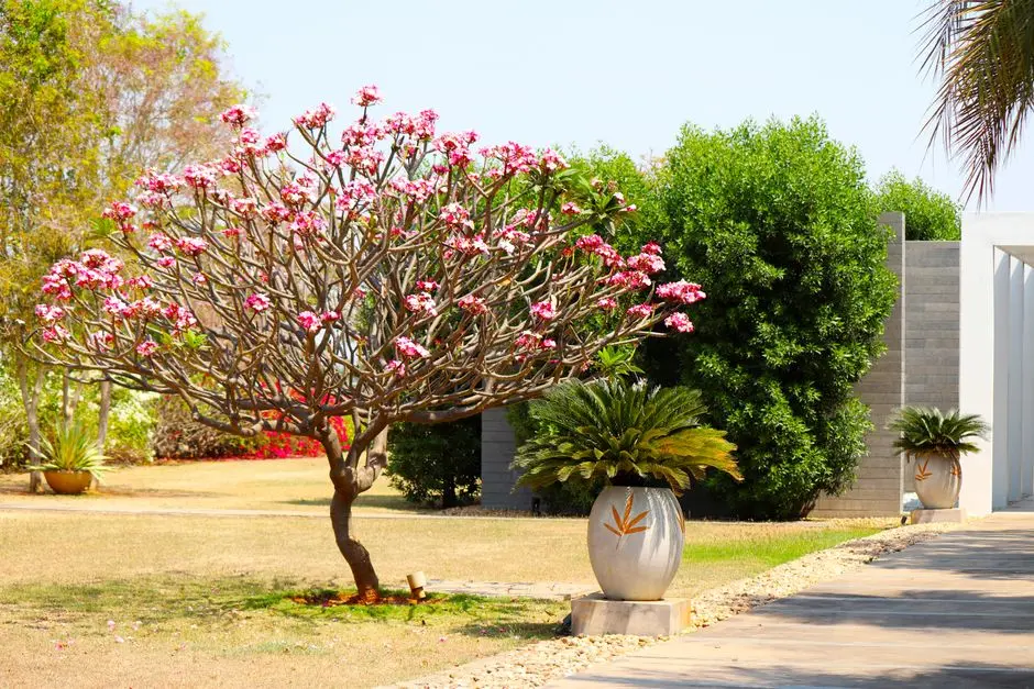 Greens & Outdoors at BIRLA FINANCIAL DISTRICT, Hyderabad